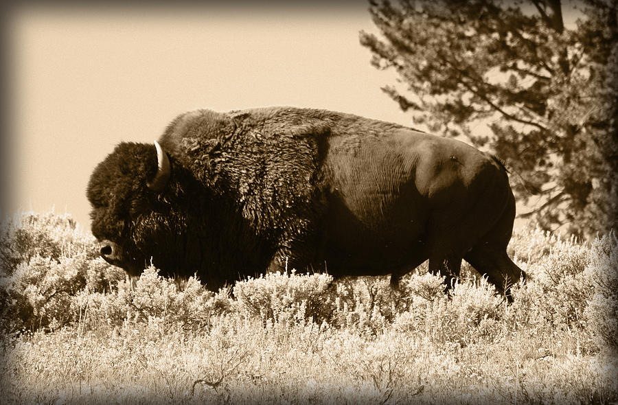 Old Bull Photograph by Shane Bechler
