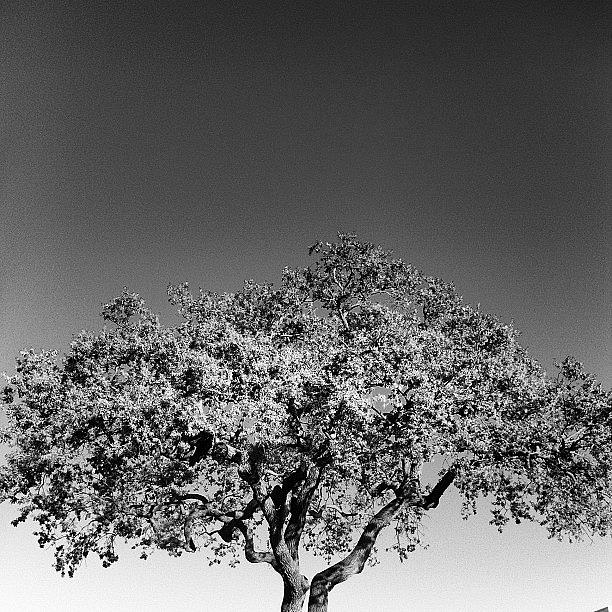 Black And White Photograph - Old California Oak Tree by Kurt Iswarienko