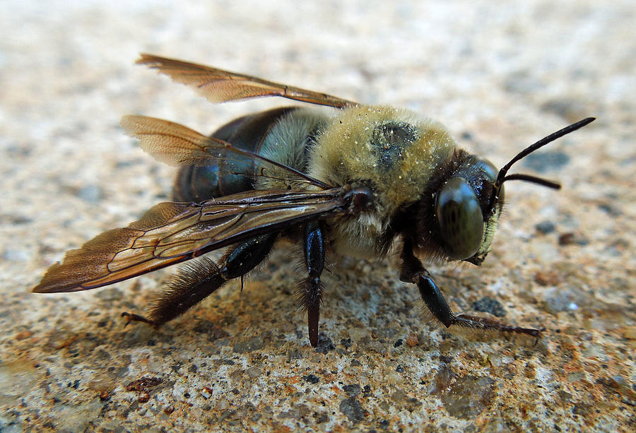 Old Carpenter Bee Photograph by Pete Trenholm