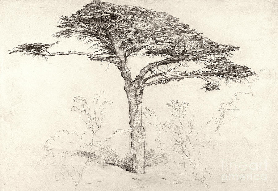 Samuel Palmer Drawing - Old Cedar Tree in Botanic Garden Chelsea by Samuel Palmer