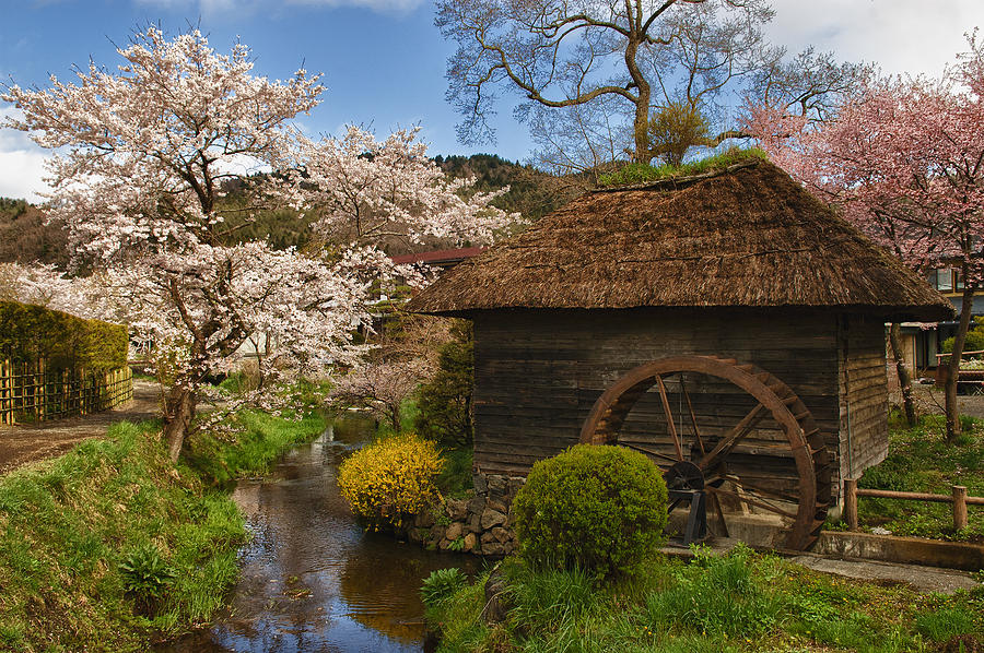 Spring Photograph - Old Cherry Blossom Water Mill by Sebastian Musial