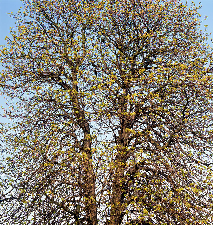 Old chestnut tree in spring Photograph by Ulrich Kunst And Bettina Scheidulin