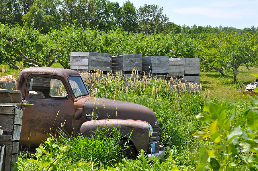 Truck Photograph - Old Chevy Pickup in Orchard by Jeremy Evensen