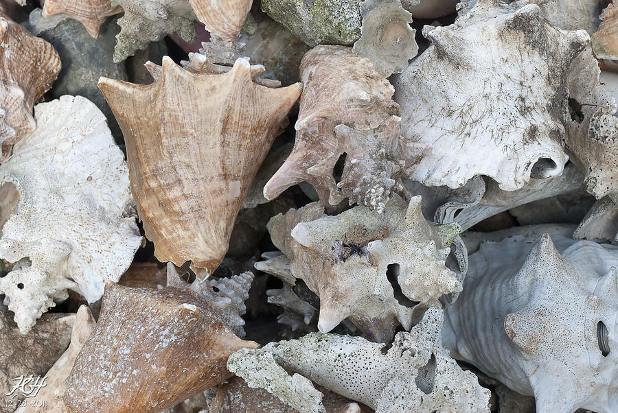 Old shops CONCH Shells