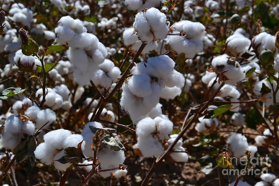 Nature Photograph - Old Cotton Fields Back Home by Beverly Guilliams