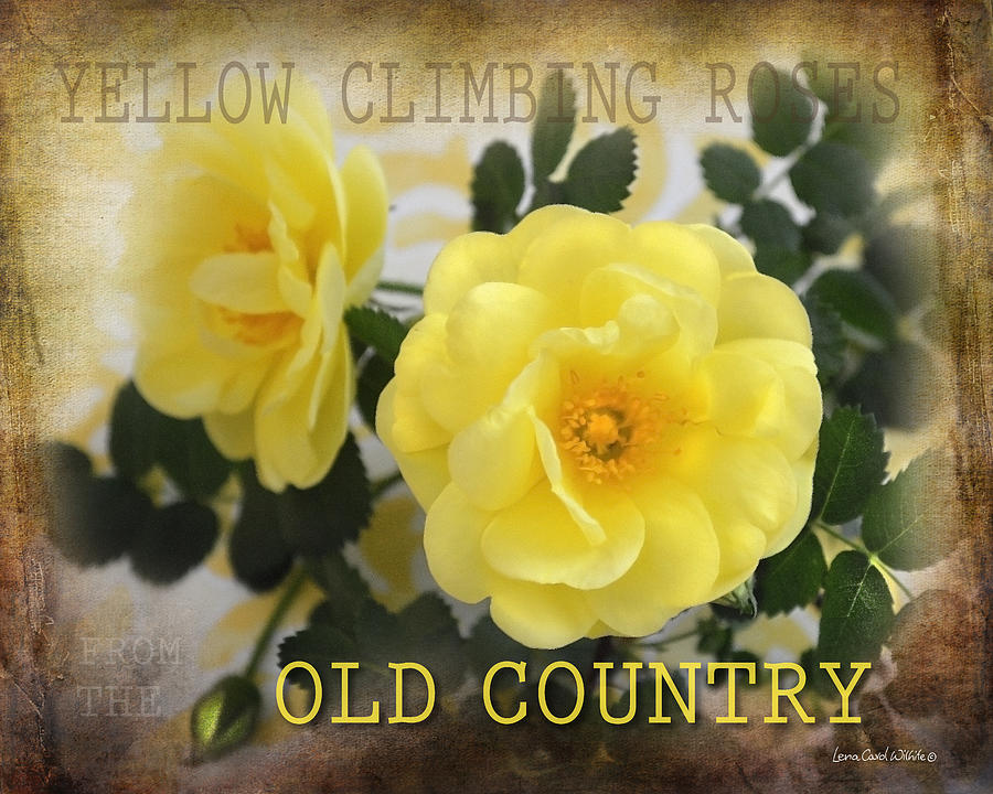 Old Country Roses Photograph by Lena Wilhite