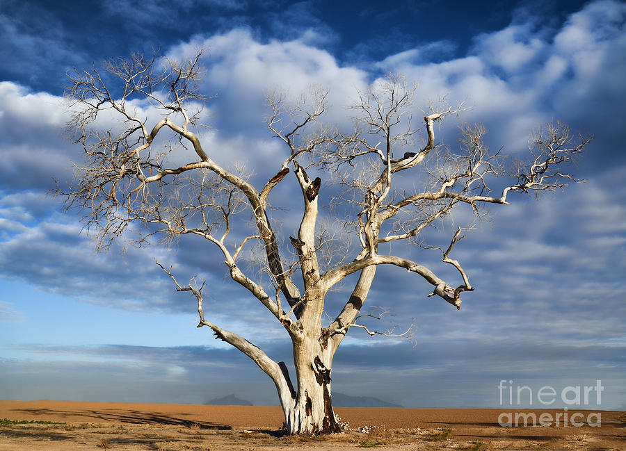Old Dead Sycamore Tree Photograph by Donna Greene