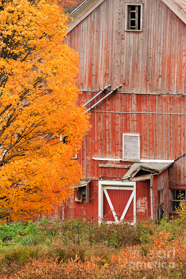 Old dilapidated country barn during autumn. Photograph by Don Landwehrle