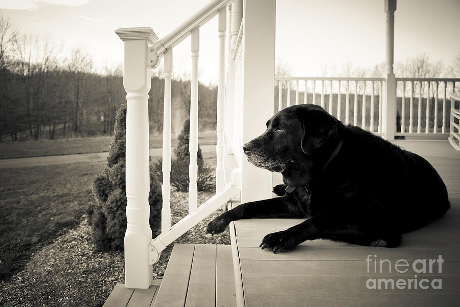 Dog Photograph - Old dog on a Front Porch by Diane Diederich
