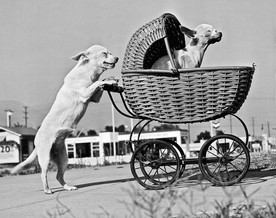 Old Dogs Perform Old Tricks Photograph by Underwood Archives - Fine Art ...