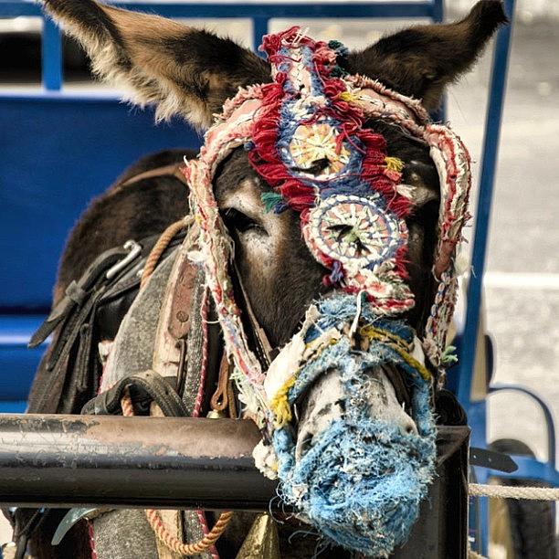 https://images.fineartamerica.com/images-medium-large-5/old-donkey-in-mijas-fuengirola-thomas-gotze.jpg