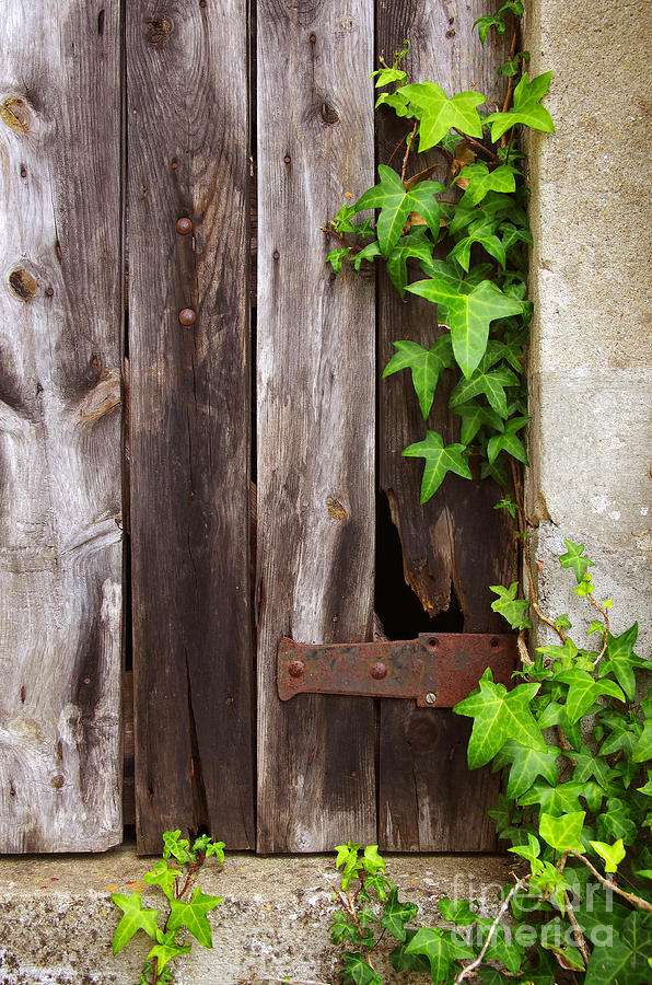 Old Door and Foliage Photograph by Carlos Caetano