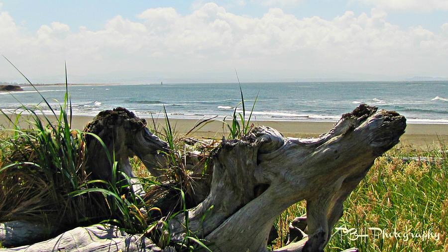 Old Driftwood by Deahn Benware Old Driftwood by Deahn Benware