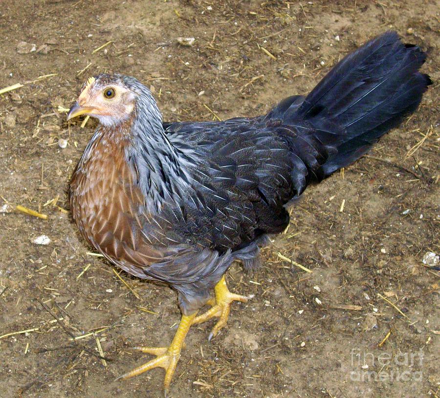 Old English Game Hen Photograph by Marilyn Detwiler