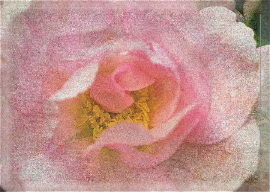 Rose Photograph - Old English Rose by Liz  Alderdice