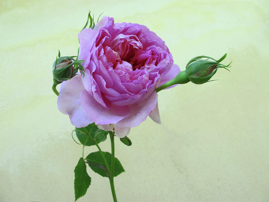 Old English Rose Photograph by Rosmarie Wirz