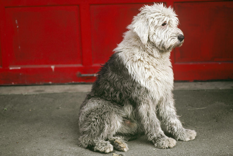 Old English Sheepdog Photograph by Bonnie Sue Rauch
