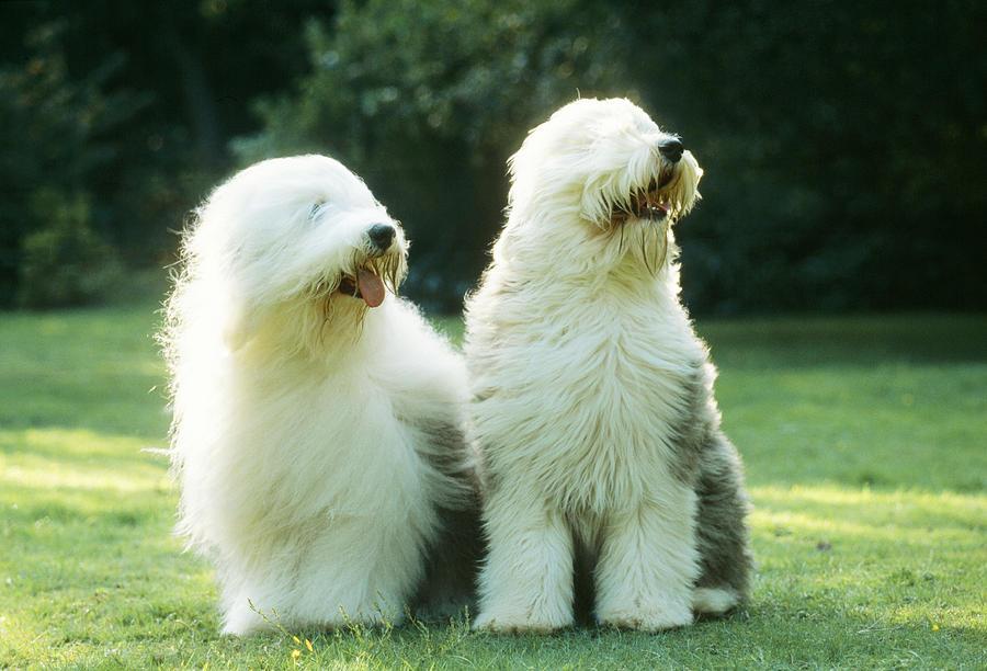 old english sheep dog statue