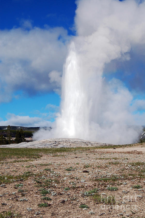 Yellowstone National Park Photograph - Old Faithful Geyser in Yellowstone National Park by Shawn OBrien