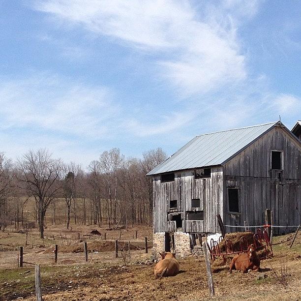 Horse Photograph - Old Farm #horse #barn #upstatenewyork by Daniel Piraino