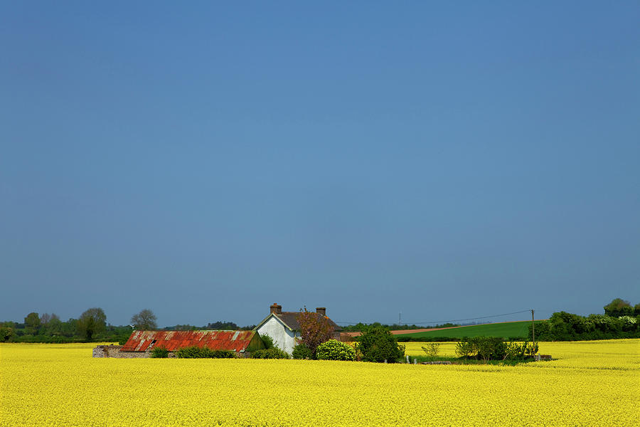 Farm Photograph - Old Farm Surrounded In Oilseed Rape by Panoramic Images