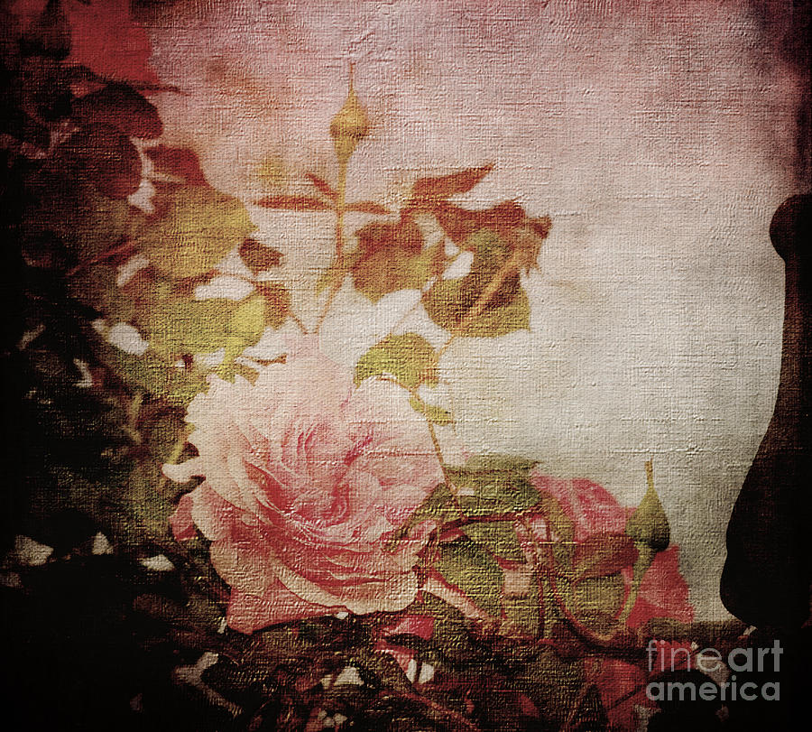 Old Fashion Rose Photograph by Judy Wolinsky