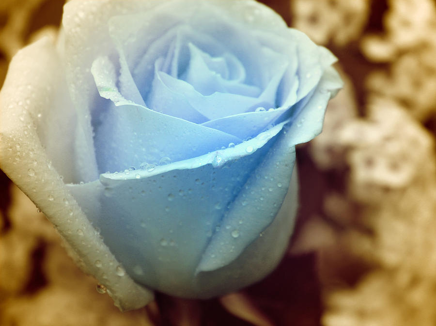 Rose Photograph - Old Fashioned Beauty by The Art Of Marilyn Ridoutt-Greene