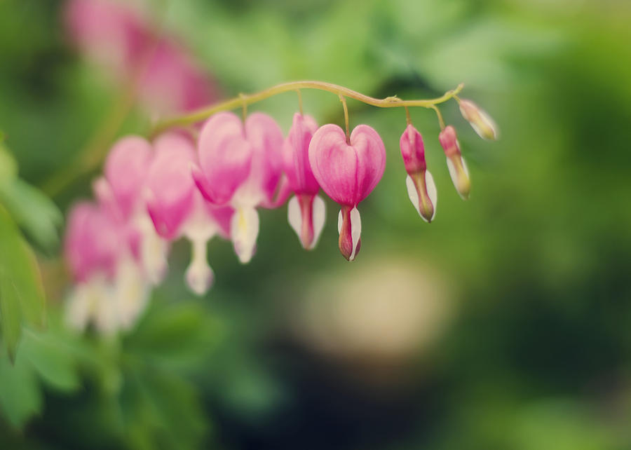 Flower Photograph - Old Fashioned Bleeding Hearts by Heather Applegate