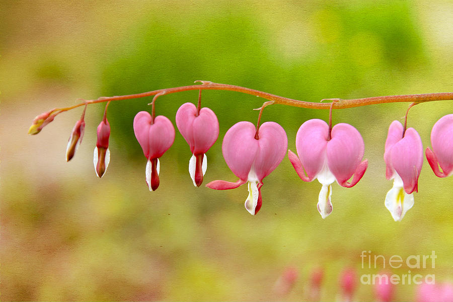 Old-Fashioned Bleeding Hearts Photograph by Karin Pinkham