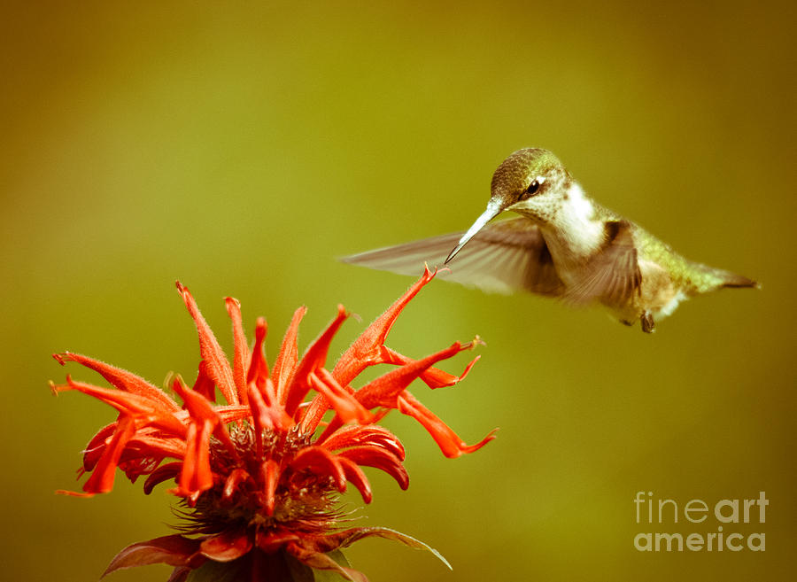Old Fashioned Hummingbird Photograph by Cheryl Baxter
