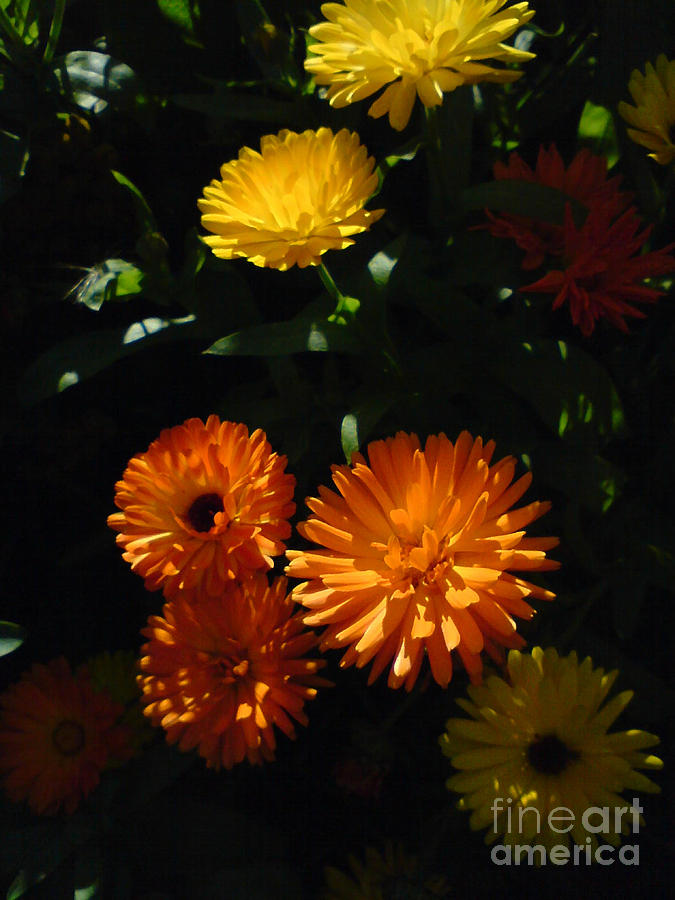 Old-Fashioned Marigolds Photograph by Martin Howard