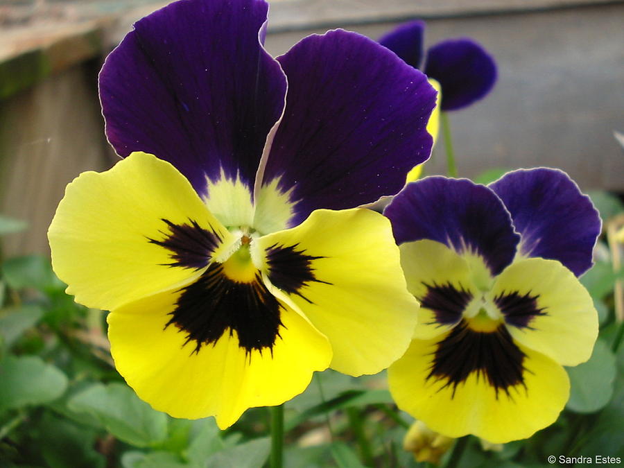Flower Photograph - Old-fashioned Pansies by Sandra Estes