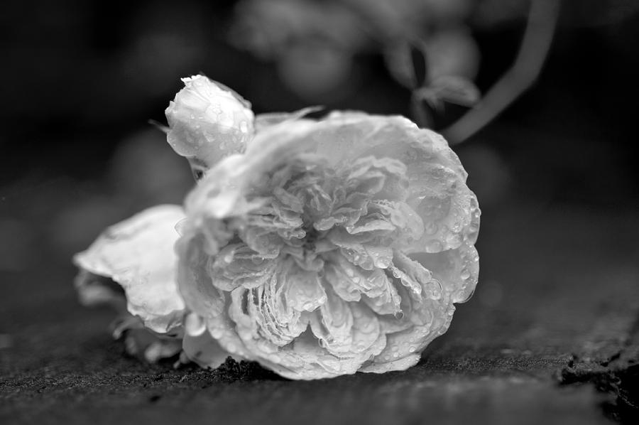 Old Fashioned Rose Photograph by Deborah Triplett - Fine Art America