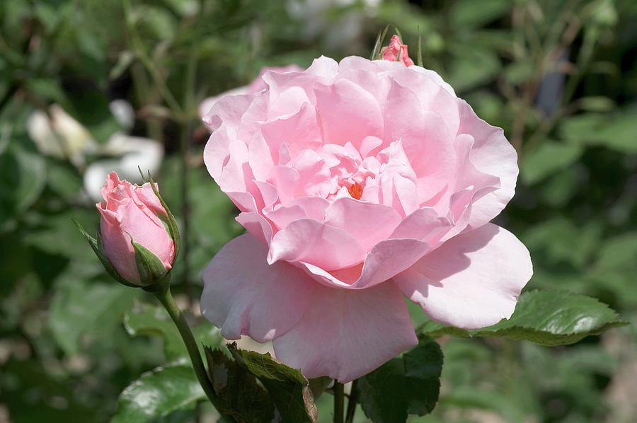 Old Fashioned Rose (oxford) Photograph by Brian Gadsby/science Photo ...