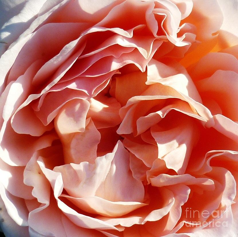 Old fashioned rose Photograph by Therese Alcorn