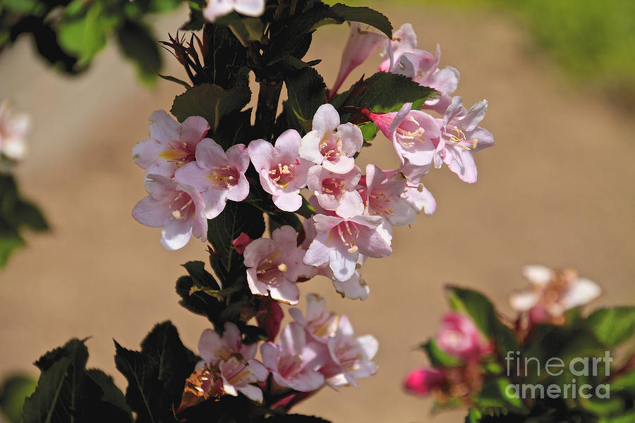 Spring Photograph - Old Fashioned Weigela by William Norton