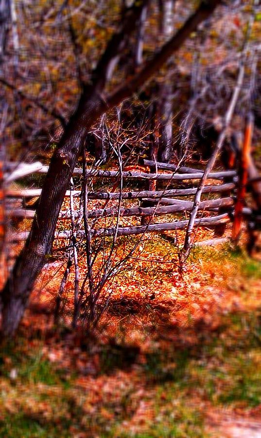 Nature Photograph - Old Fence by Catherine Rogers
