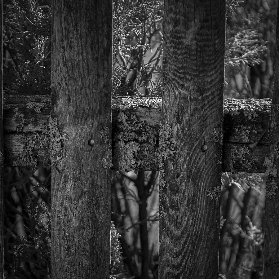Old Fence Photograph by George Pennington