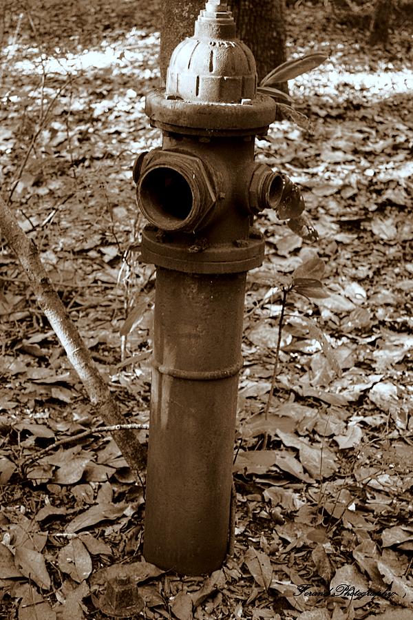 Old Fire Hydrant  Photograph by Debra Forand