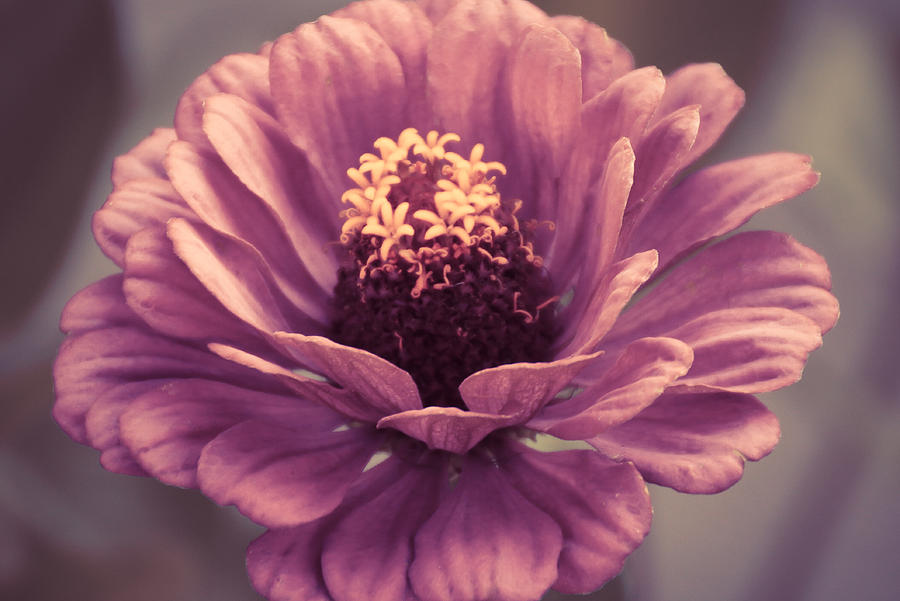 Old Flower Photograph by Gloria Pasko Fine Art America