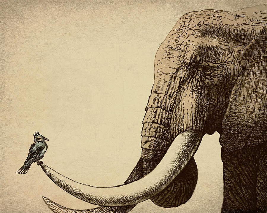 Elephant Photograph - Old Friend by Eric Fan Elephant Photograph - Old Friend by Eric Fan