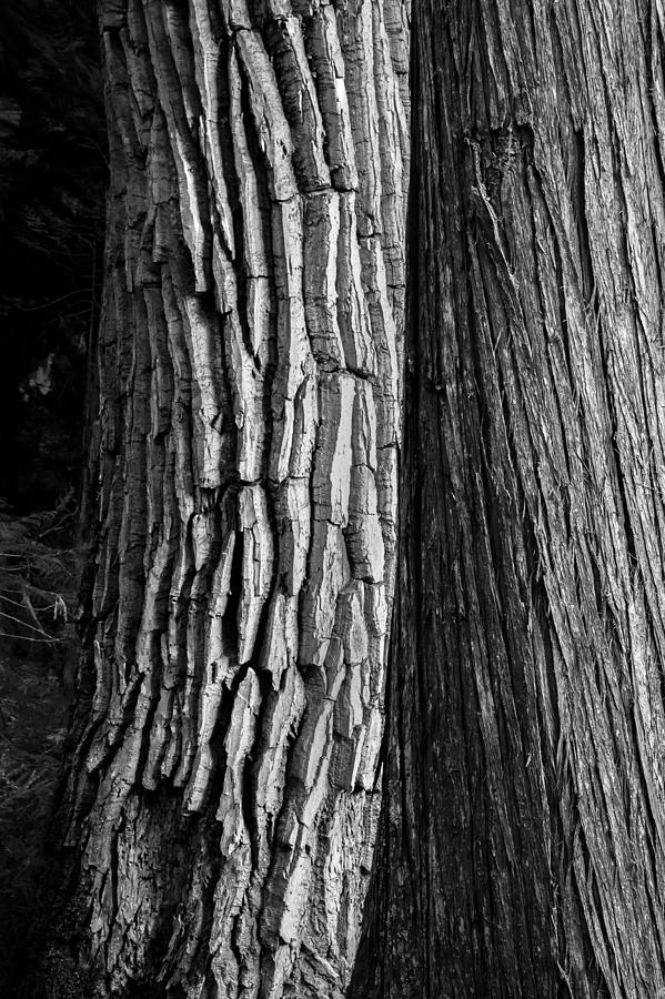 Old Friends Cottonwood and Cedar Trees Glacier National Park BW Photograph by Rich Franco
