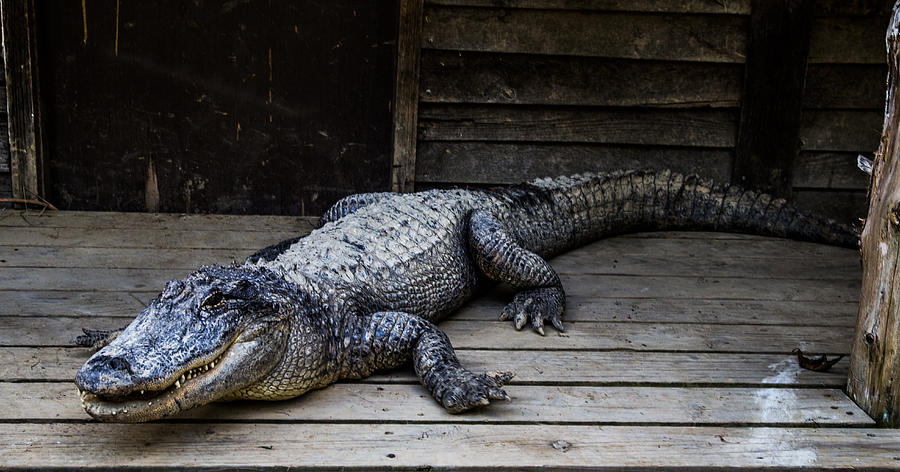 Old Gator Photograph By Angus Hooper Iii 