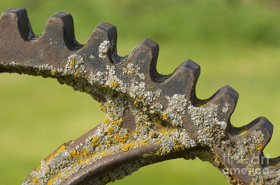 Lichen Photograph - Old Gear Wheel by John Shaw