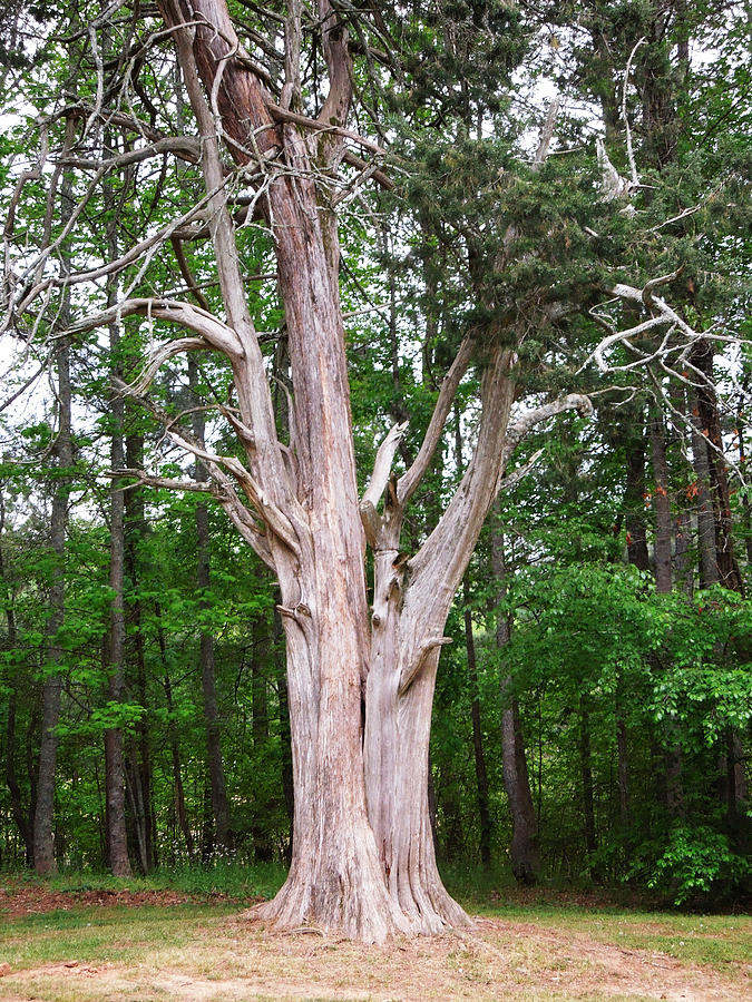 Old Georgia Cedar Photograph by Pete Trenholm