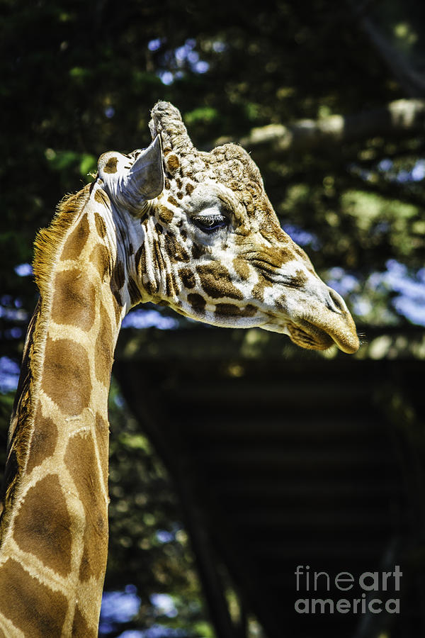 Old Giraffe Photograph by Mitch Shindelbower