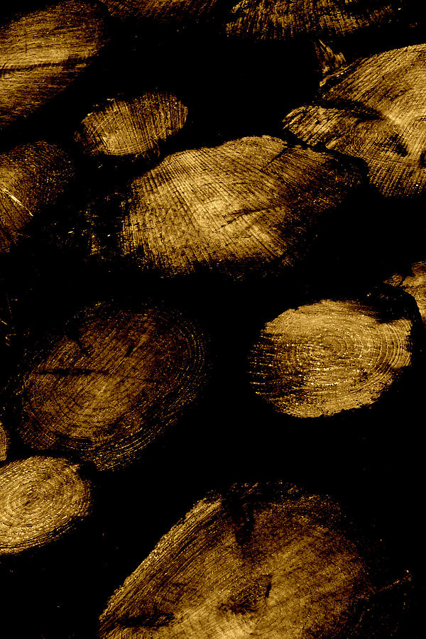 Old Gold Logs Photograph by Mark Callanan