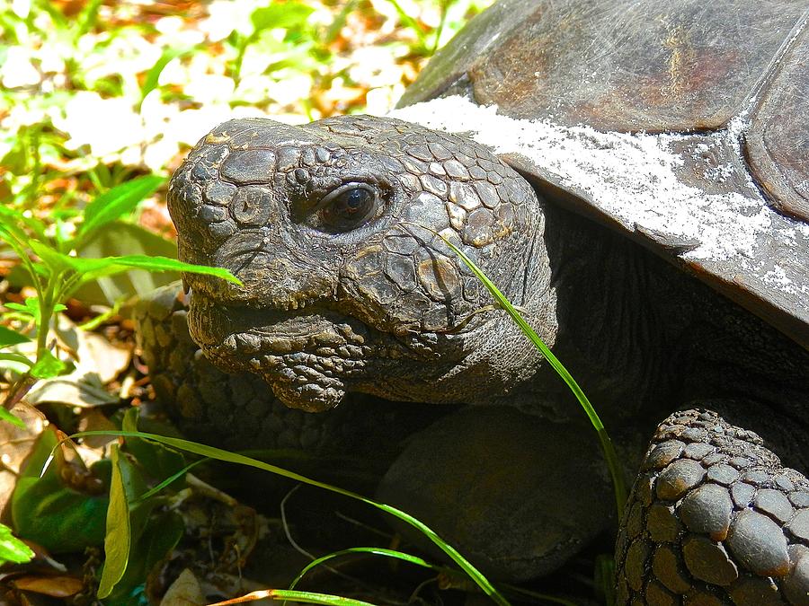 Old Gopher Turtle Photograph by Joe Wyman | Fine Art America