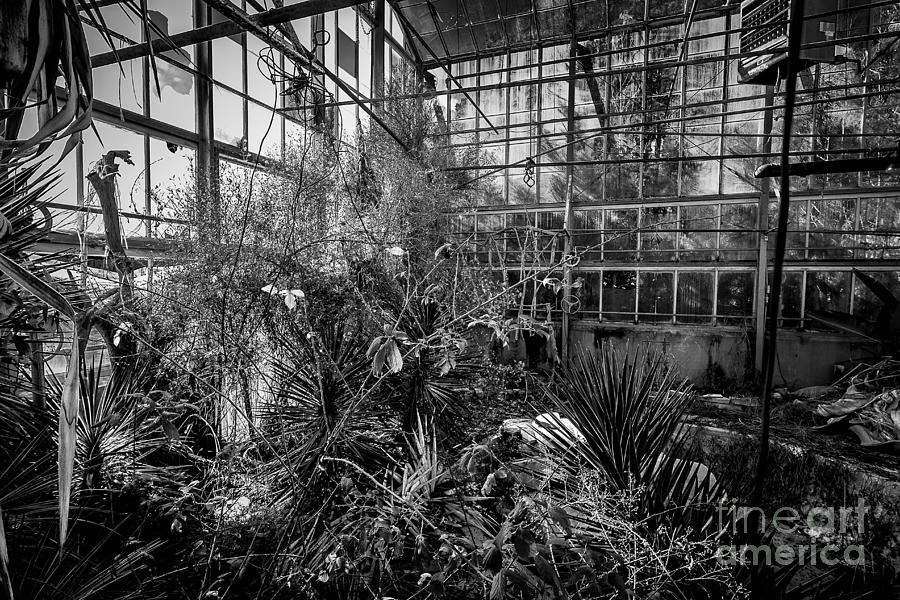 Old Greenhouse one Photograph by Ken Frischkorn