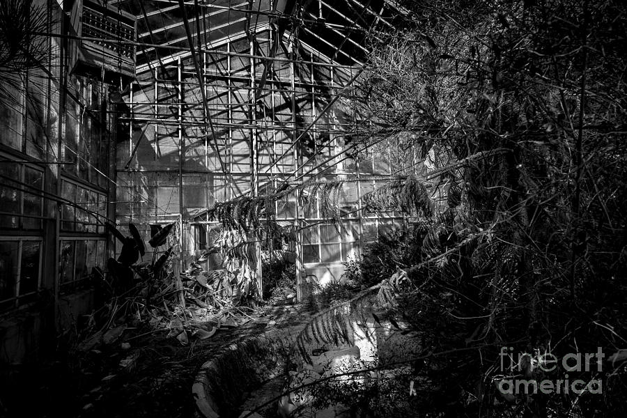 Old Greenhouse two Photograph by Ken Frischkorn